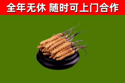 海北州回收散虫草